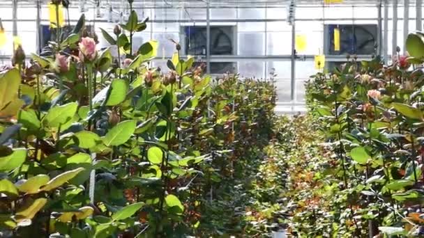 μεγάλο βιομηχανικό θερμοκήπιο με τριαντάφυλλα Ολλανδικά, σμίκρυνση - Πλάνα, βίντεο