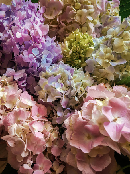 Hortenzie, krásné barevné kytice horní pohled. Růžové, zelené, modré hortenzie kvete, barevný květinový vzor. Ahoj jaro - Fotografie, Obrázek