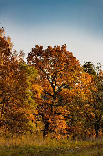 Roble dorado en el bosque durante una temporada de otoño
 - Foto, Imagen