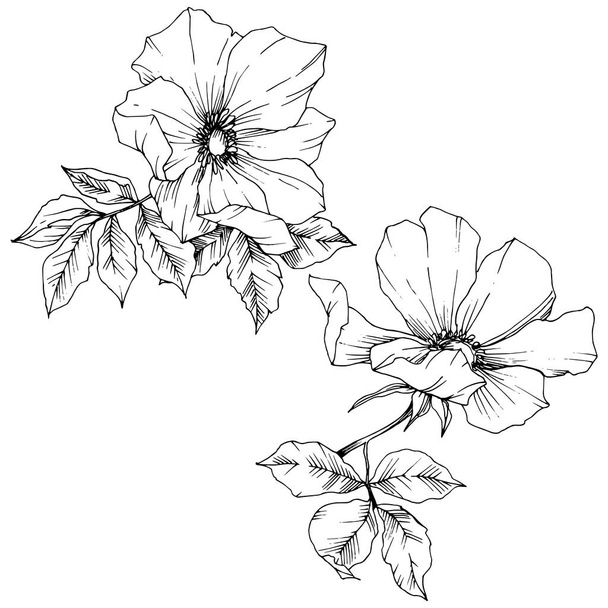 Flor silvestre rosa canina en un estilo vectorial aislado. Arte de tinta grabada en blanco y negro
. - Vector, imagen