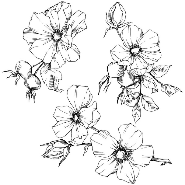 Wildflower rosa canina in de stijl van een vector geïsoleerd. Zwart-wit gegraveerd inkt kunst. - Vector, afbeelding