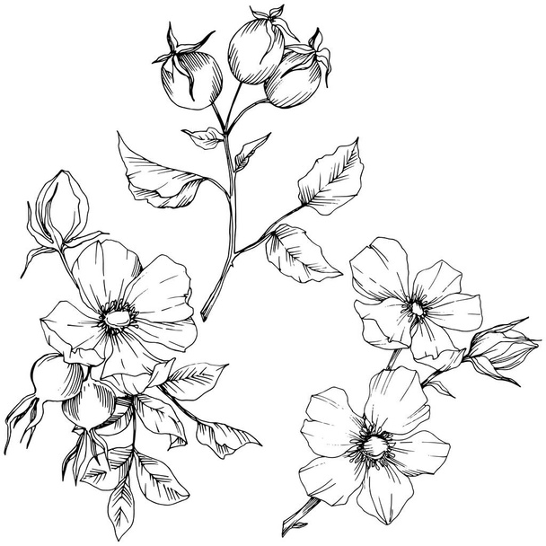 Wildflower rosa canina in de stijl van een vector geïsoleerd. Zwart-wit gegraveerd inkt kunst. - Vector, afbeelding