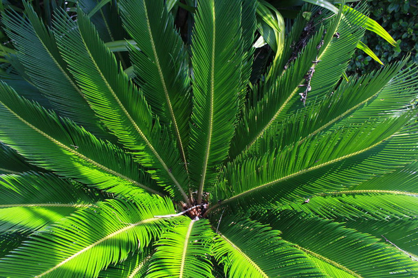 background  palm   Bush tree  green - Foto, Bild