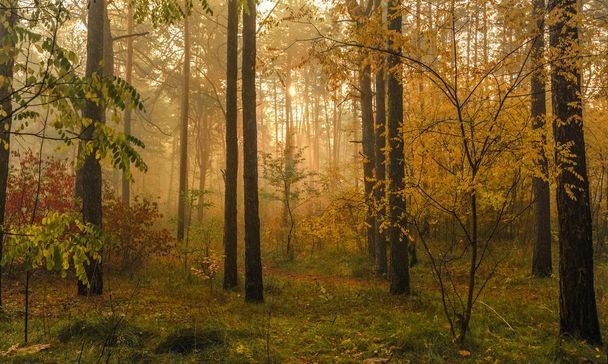 walk in the autumn forest. Sun rays. autumn colors. fog - Zdjęcie, obraz
