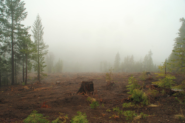 Туманный лес
 - Фото, изображение