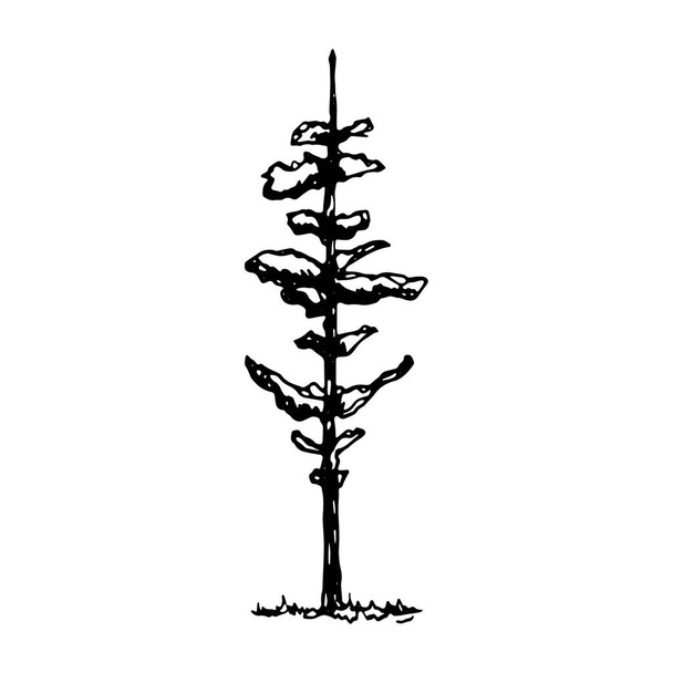 tree vector sketch. hand drawing. - Vetor, Imagem