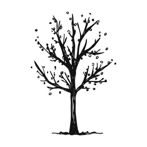 a fall tree with leaves falling. vector isolated. - Vetor, Imagem