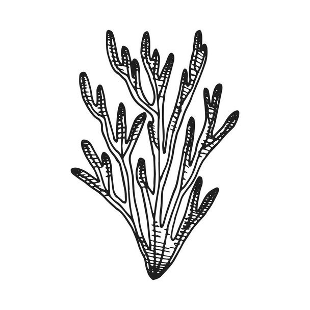 algae icon set. Marine plants isolated. - Vector, Image