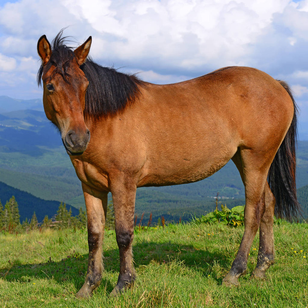 a nyári hegyi legelőn ló - Fotó, kép