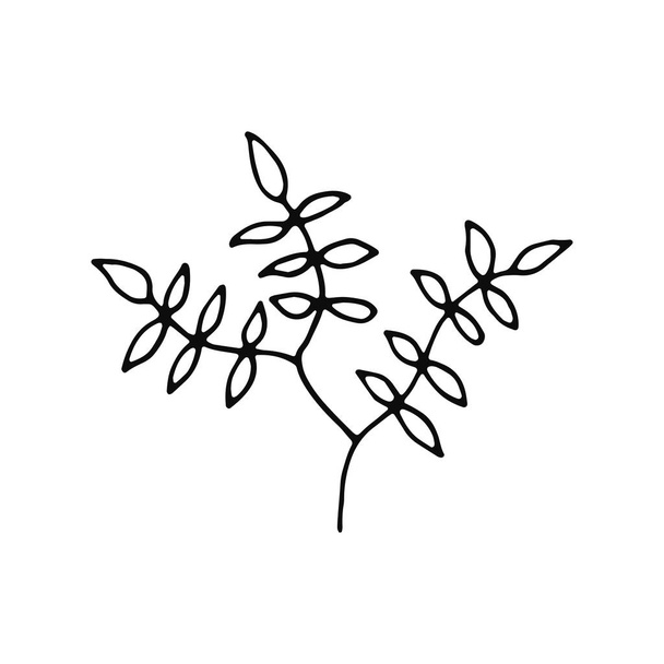 plant twig with leaves sketch icon isolated. - Vektori, kuva