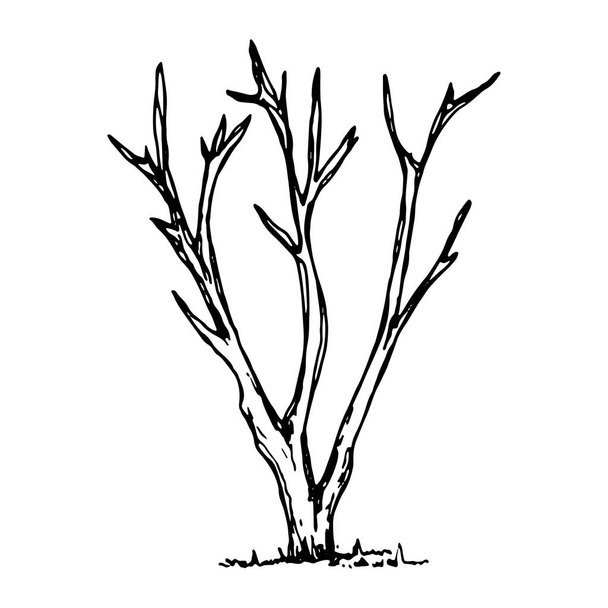 trees vector sketch. hand drawing. - ベクター画像