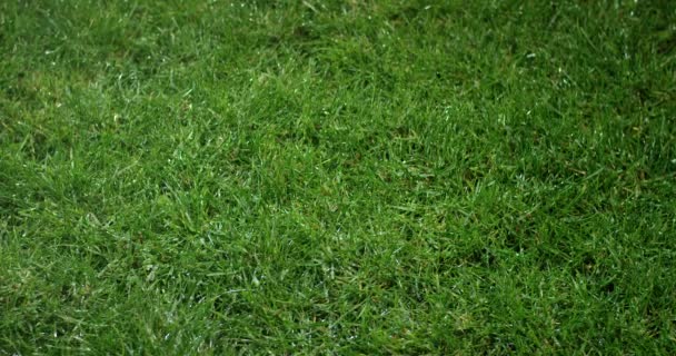 Gras mit Tautropfen. verschwommener Grashintergrund mit Wassertropfen in Nahaufnahme. - Filmmaterial, Video