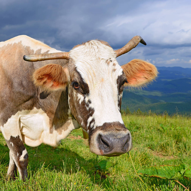 Kuh auf einer Sommer-Alm - Foto, Bild