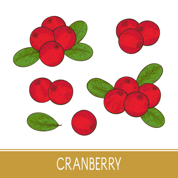 Cranberry. Berry, leaves. Set. Sketch. - Wektor, obraz