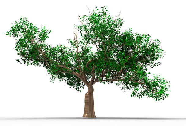Дерево 3D ізольовано на білому тлі
 - Фото, зображення