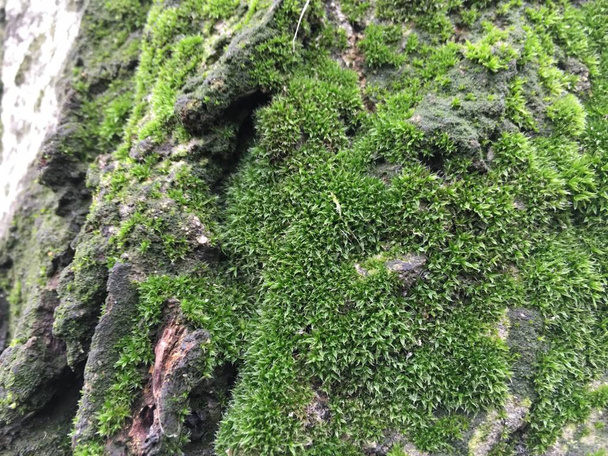 mousse, isolat de l'unité de fond lichen
 - Photo, image