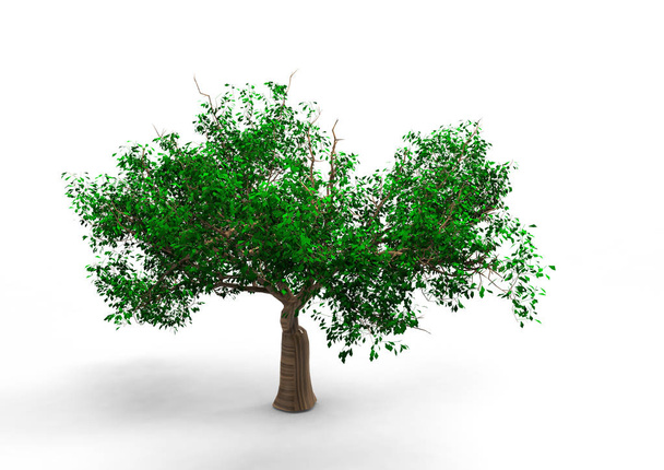 Puu 3D eristetty valkoisella taustalla
 - Valokuva, kuva