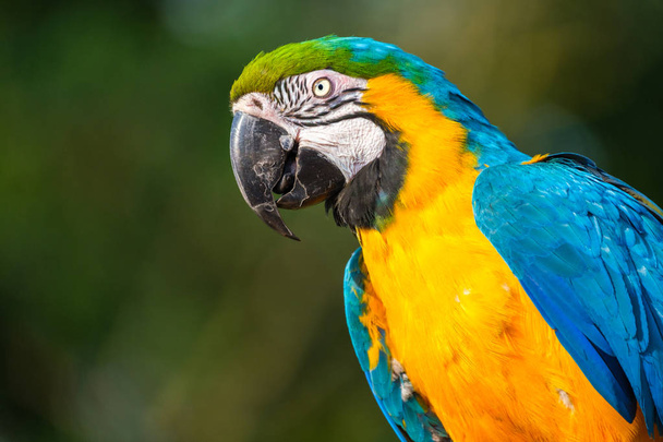 Muhteşem mavi gövde ve karanlık limon sarısı göğüs, anavatanı Güney ve Orta Amerika ile mavi ve altın Amerika papağanı. - Fotoğraf, Görsel