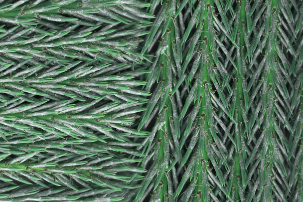 Textuur van dennennaalden van ceder boom - Foto, afbeelding
