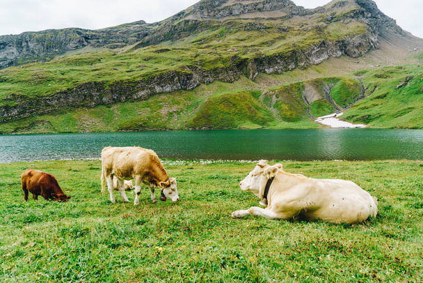 Cow in Switzerland Alps mountain at Grindelwald First - Foto, Imagem