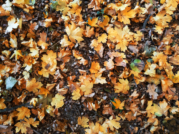 Fallen yellow oak and maple leaves with acorns on ground autumn background - Фото, изображение