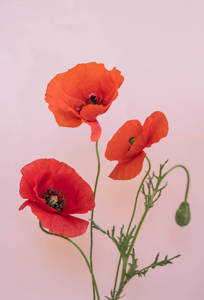 Beautiful red poppies bouquet on pink background - Foto, Imagen