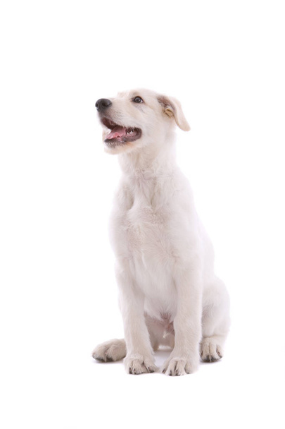 Cute young puppy dog looking up on white background - 写真・画像