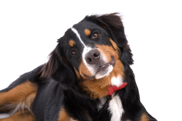 Cute Bernese Mountain dog paying close attention - Photo, Image