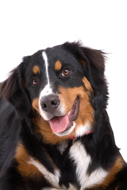 Adorable young Bernese Mountain dog on white background - Photo, Image
