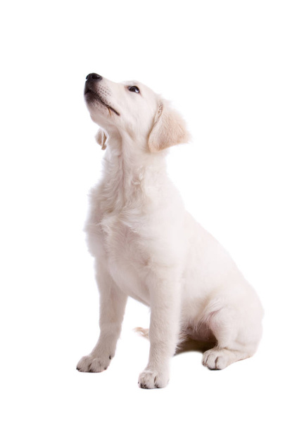 Cute Golden Retriever pup looking up at the boss - Foto, imagen