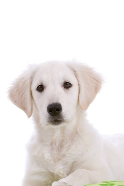 Cute Golden Retriever puppy looking a bit surprised - 写真・画像