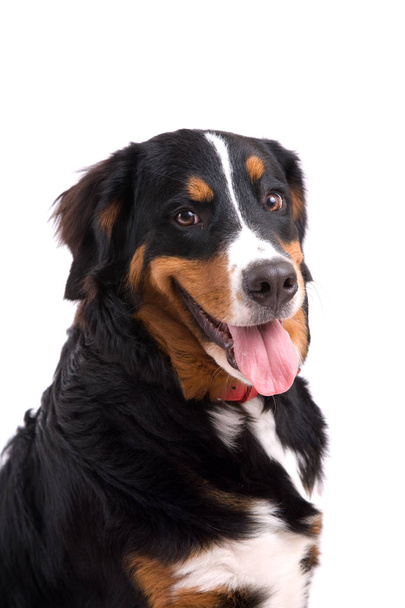 Happy panting bernese mountain dog with his tongue out of his mouth - 写真・画像