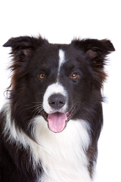 Beautiful young border collie on white background - Photo, image