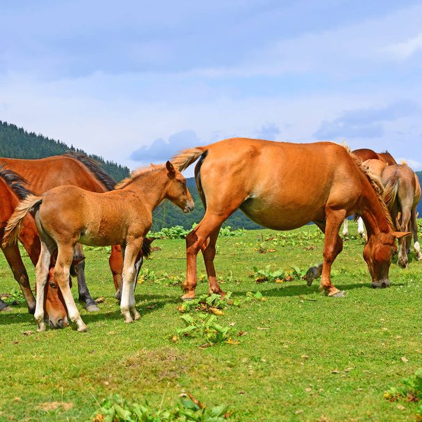 a nyári hegyi legelőn, lovak - Fotó, kép