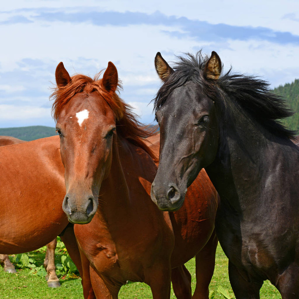 Pferde auf einer Sommer-Alm.  - Foto, Bild