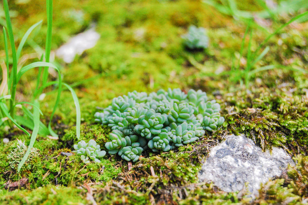Yakın çekim yeşil çalılar içinde biraz sulu - Fotoğraf, Görsel