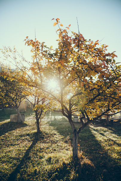 aurinko paistaa läpi syksyn kultainen puu puutarhassa Vorokhta, Karpaatit, Ukraina
 - Valokuva, kuva