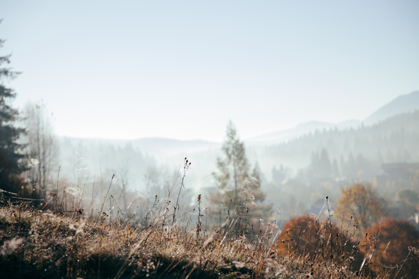 zbliżenie roślin na wzgórzu z mgliste góry na tle, Karpaty, Ukraina - Zdjęcie, obraz
