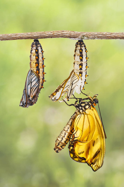 Emerged yellow coster butterfly ( Acraea issoria ) and mature chrysalis hanging twig  , growth , metamorphosis - Photo, Image
