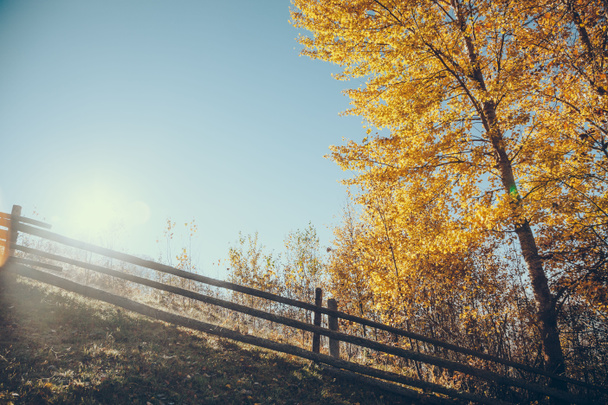 vista panoramica di recinzione in legno sulla collina con albero giallo di fronte al sole splendente, Carpazi, Ucraina
 - Foto, immagini