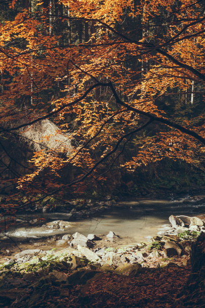 fast mountain river in autumnal forest, Carpathians, Ukraine - Photo, Image