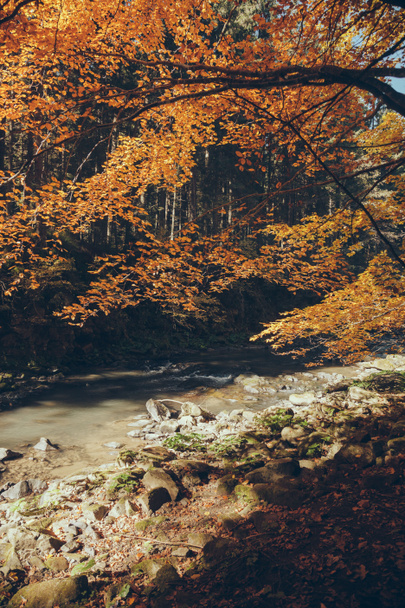 streaming hegyi folyó őszi erdőben, Kárpátok, Ukrajna - Fotó, kép