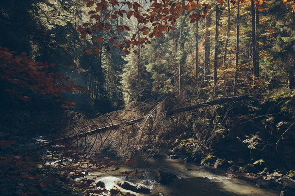 scenic mountain river in autumnal forest, Carpathians, Ukraine - Photo, image
