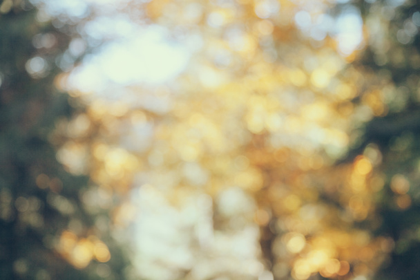 blurred shot of autumnal forest for background - 写真・画像