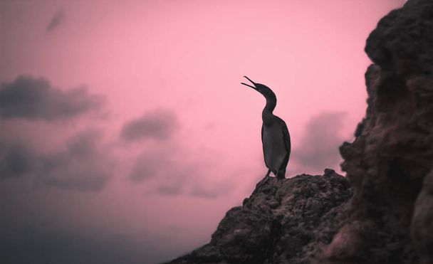 барвистий птах заходу сонця на скелях Ібіци
 - Фото, зображення