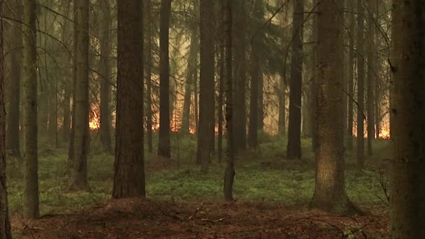 Δάσος με φωτιά, κάψιμο δέντρων, οδική, καύση ξερά χόρτα για το peatbog. - Πλάνα, βίντεο