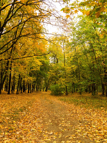 Colorful bright autumn forest. Leaves fall on ground in autumn. Autumn forest scenery with warm colors and footpath covered in leaves leading into scene. A trail going into woods showcasing amazing fall colors. - Photo, Image