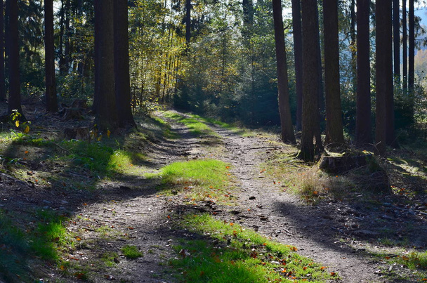 Лісова дорога, південна Богемія, Чеська Республіка. - Фото, зображення