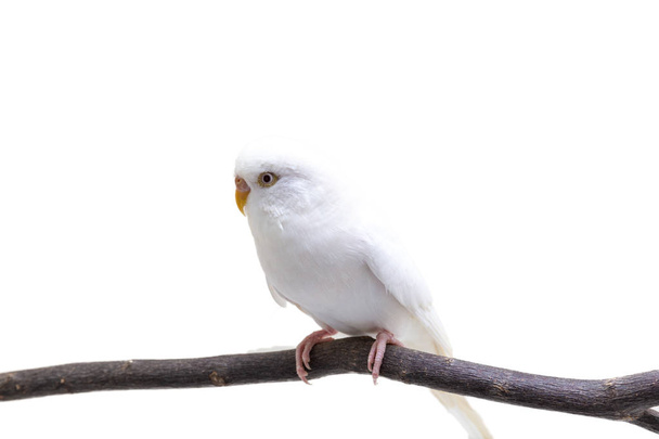 O pássaro budgerigar branco, budgie no fundo branco
 - Foto, Imagem