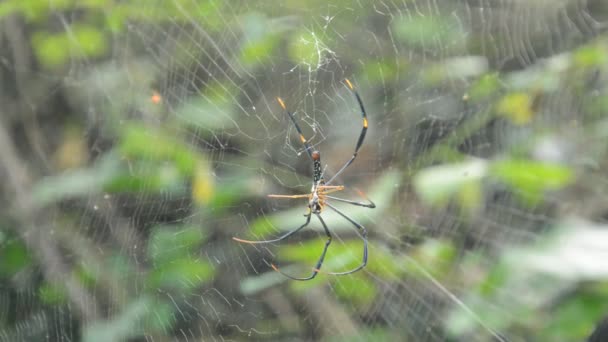 batik kultainen hämähäkki kääre uhri ruokinta hänen vauva verkossa metsässä
 - Materiaali, video